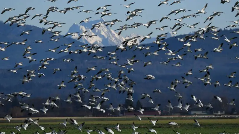 Aves em Processo Migração